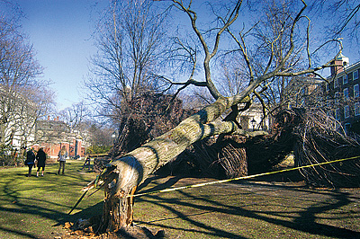 02.tree.jpg 02.tree.jpg